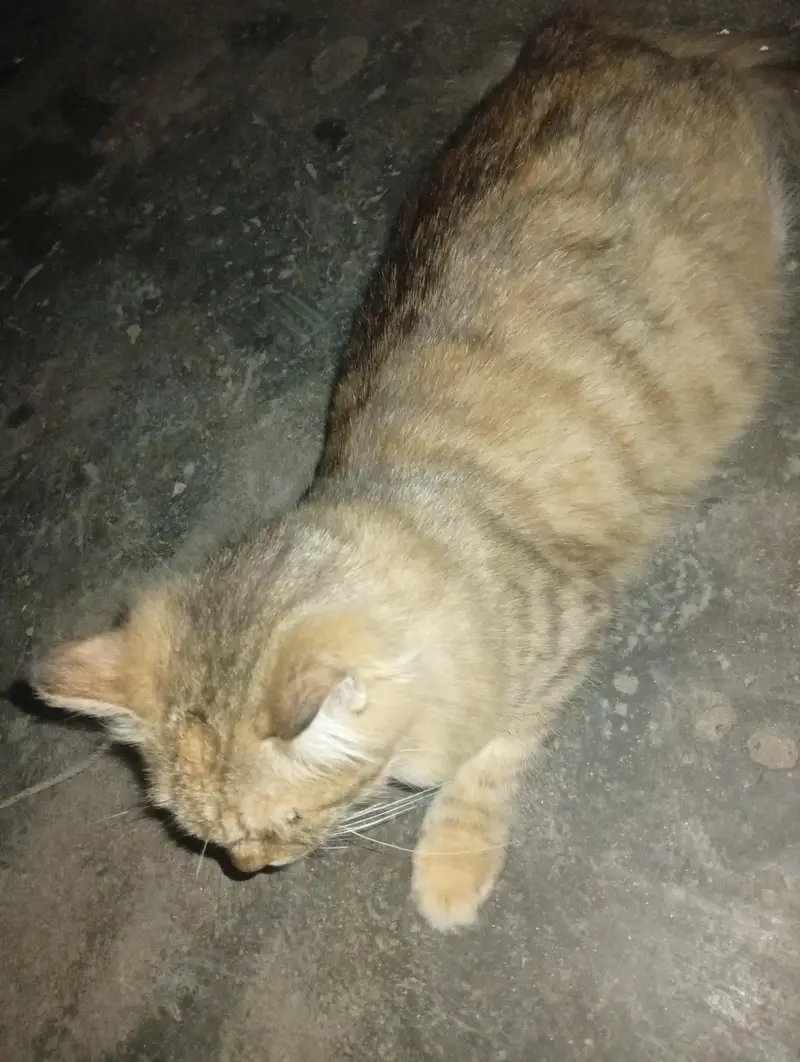 cat Han beautiful — photo 3