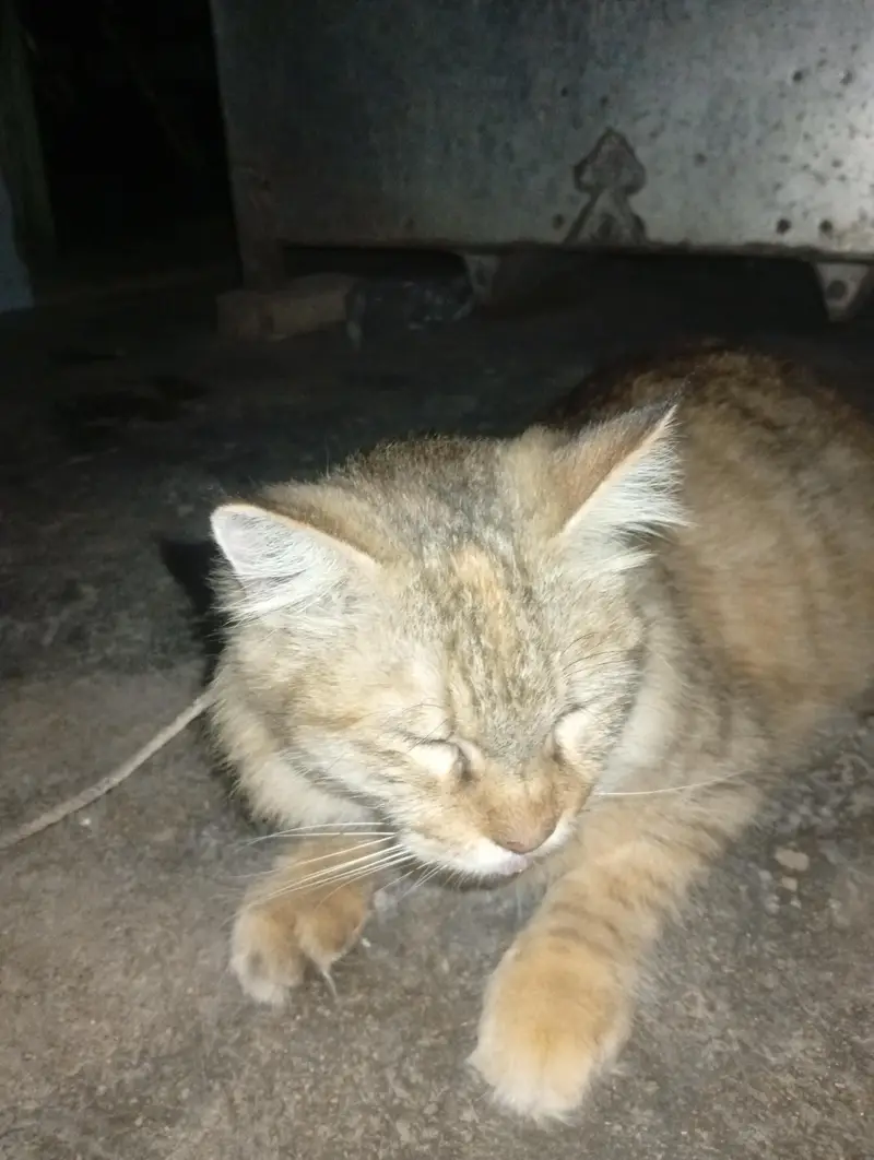 cat Han beautiful — photo 4