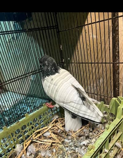 03165841195 breeder female 400 ke ik  2 female for sale hain