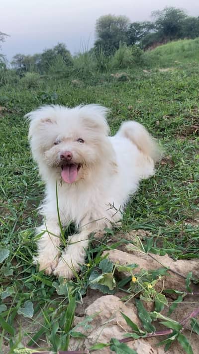 Rushin puppy for sale