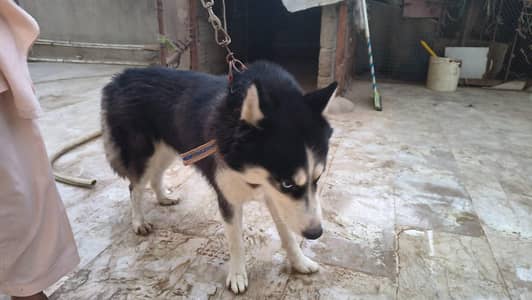 siberina Husky