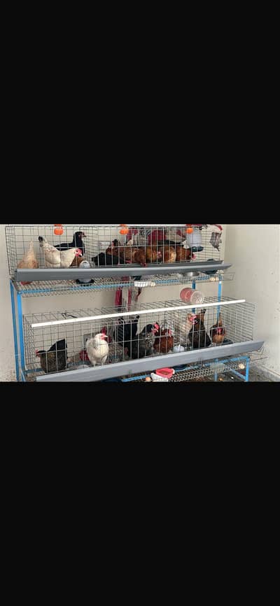 This cage for hens