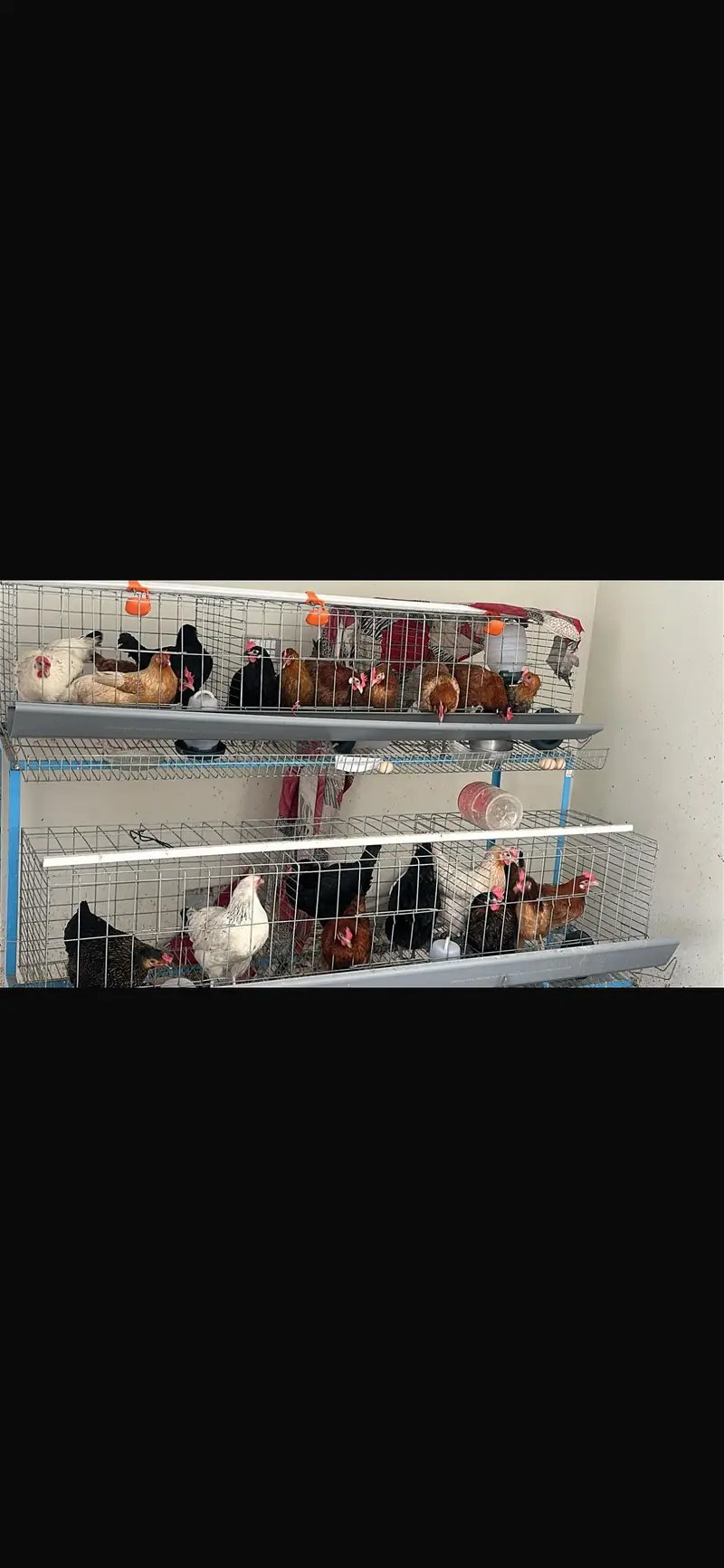 This cage for hens — photo 2