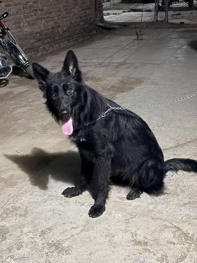 two females full black and black tan