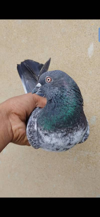 Dub wali femal for sale kabli