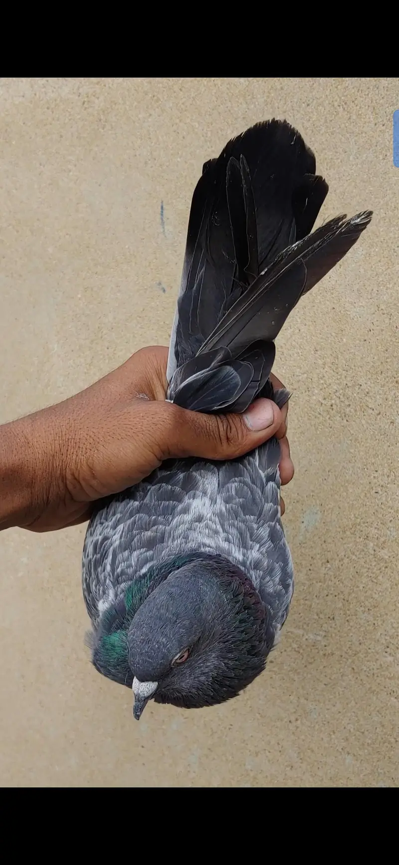 Dub wali femal for sale kabli — photo 3