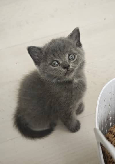 BRITISH SHORTHAIR