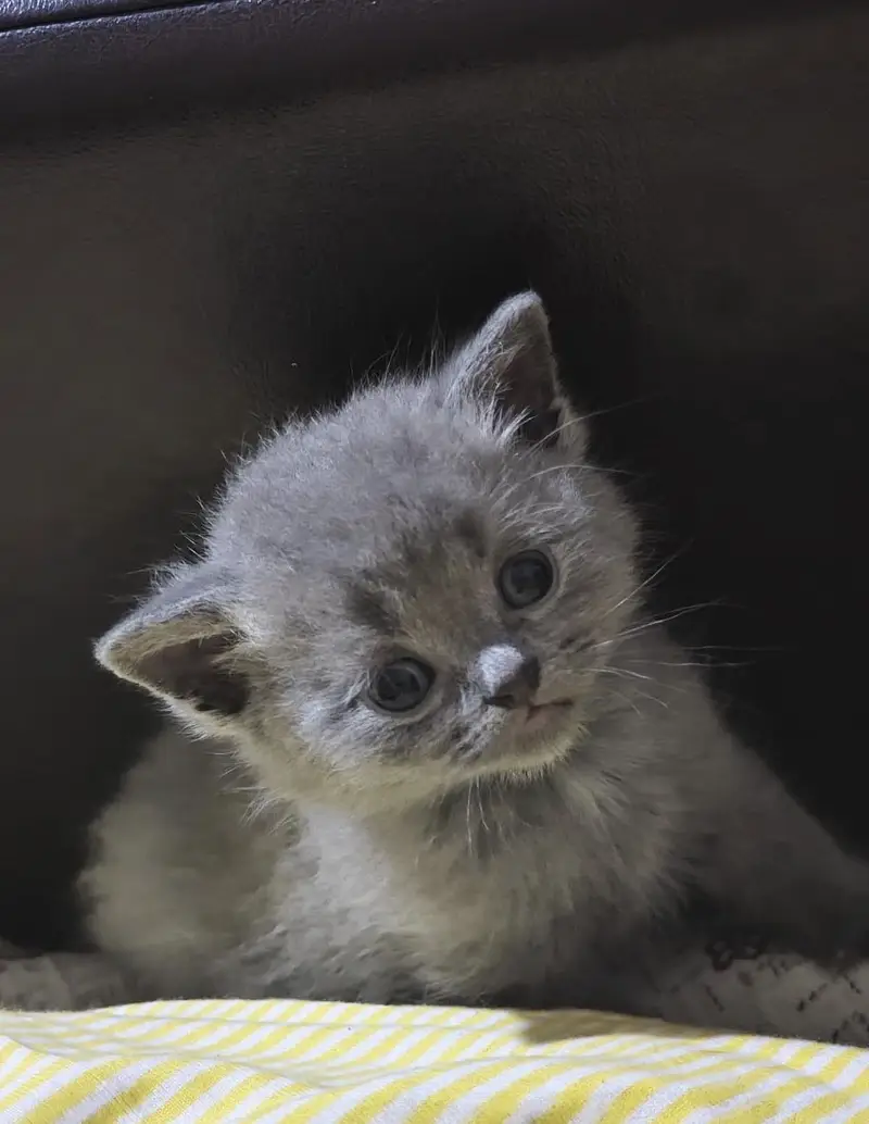 BRITISH SHORTHAIR — photo 2