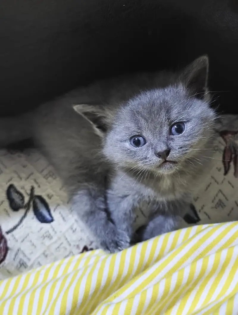 BRITISH SHORTHAIR — photo 3