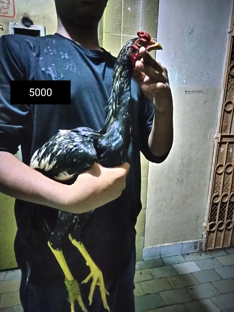 high quality aseel phathi or phata — photo 5