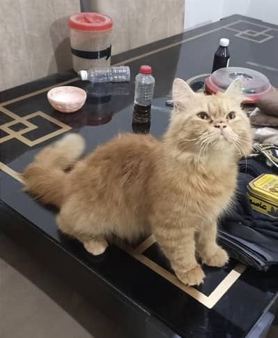 Persian Cat Breeder Male Huge Size