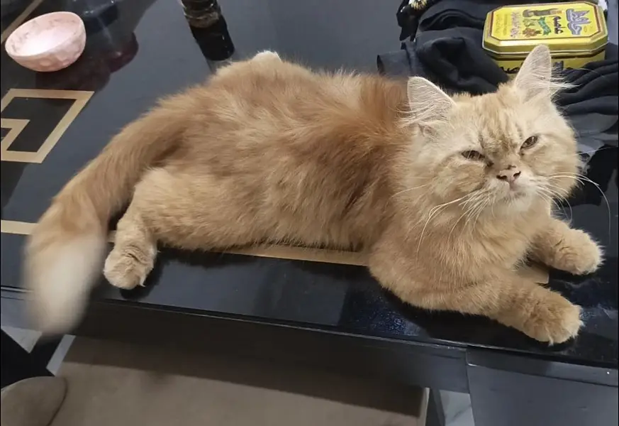 Persian Cat Breeder Male Huge Size — photo 2