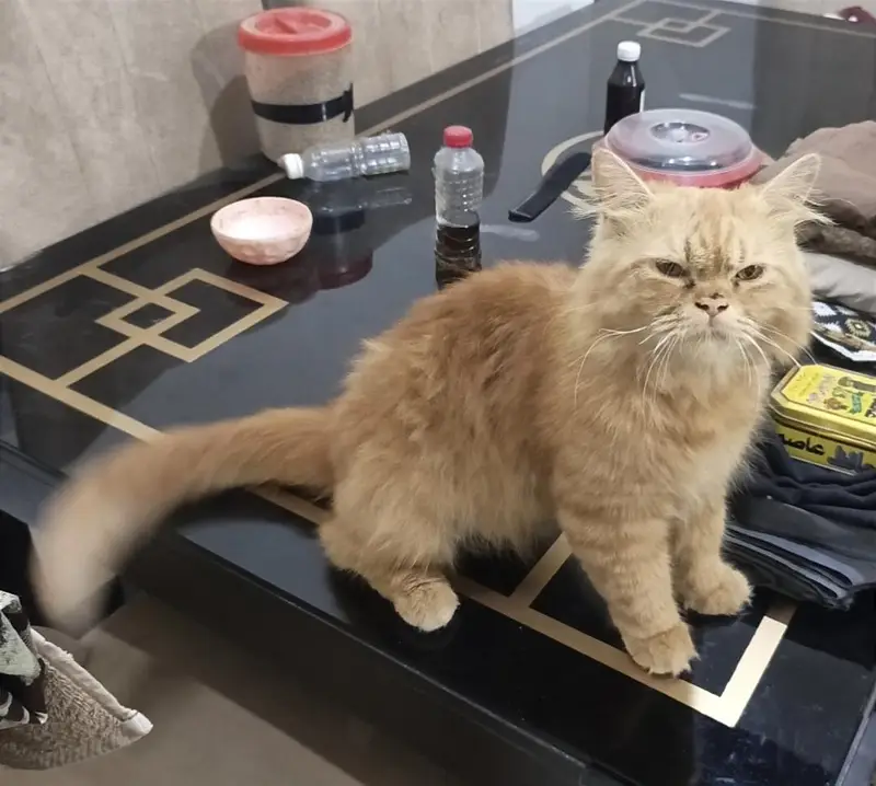 Persian Cat Breeder Male Huge Size — photo 3