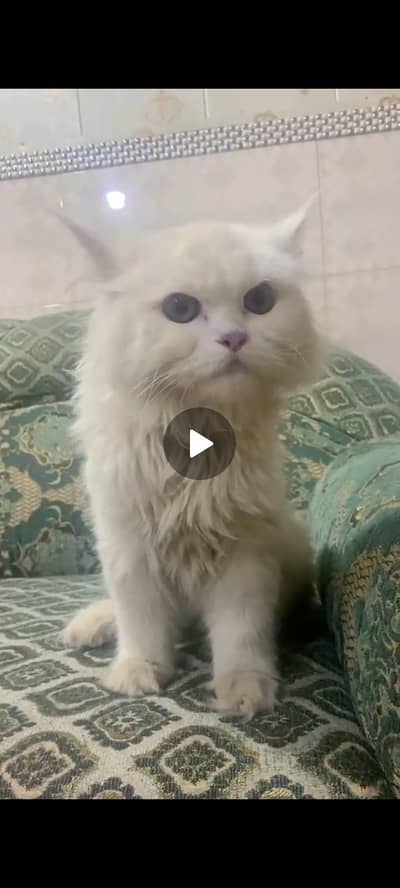 semi punch face male available