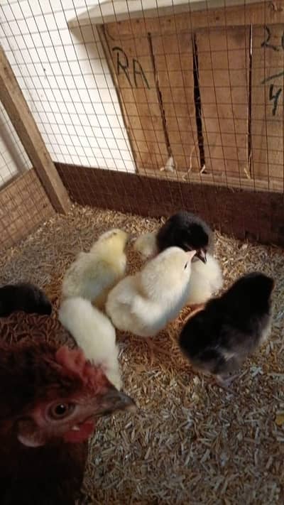 pure Desi  chicks and 1big size Brody hen