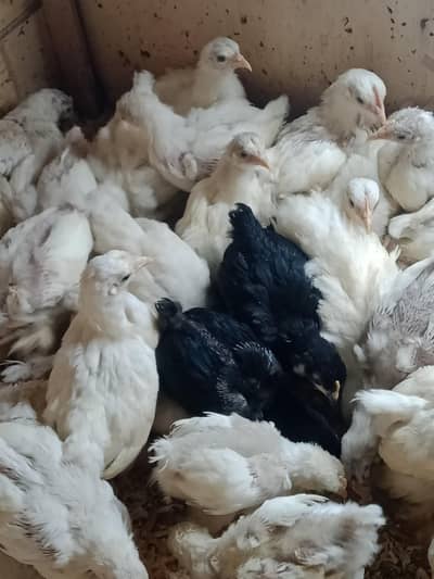 Bantam chicks