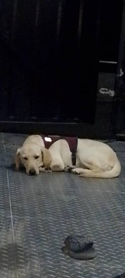American Labrador dog full train and friendly dog. 03281181305