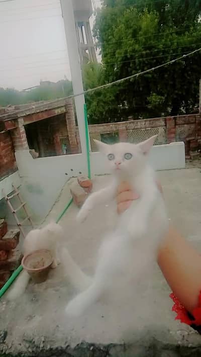 Persian kittens