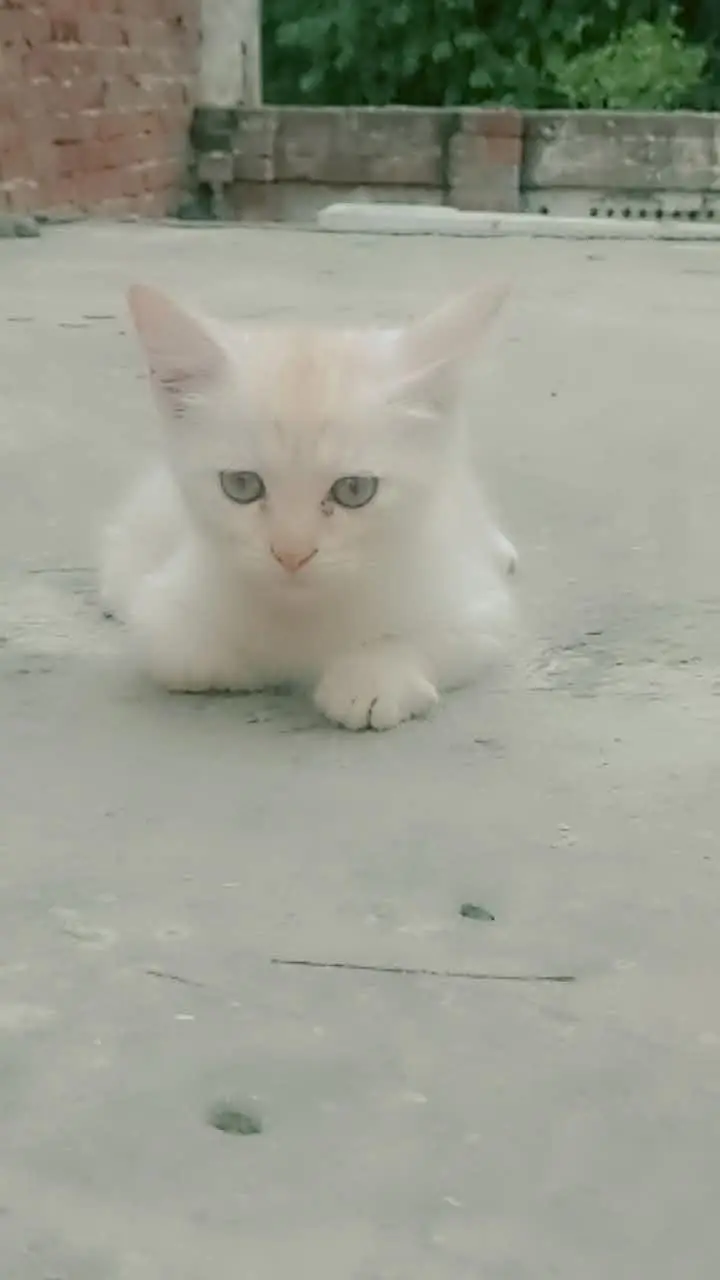 Persian kittens — photo 2