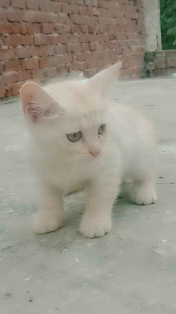 Persian kittens 2