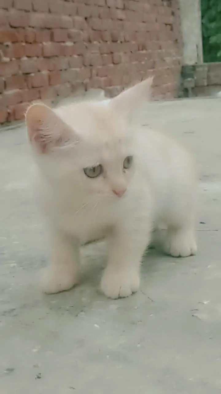 Persian kittens — photo 3