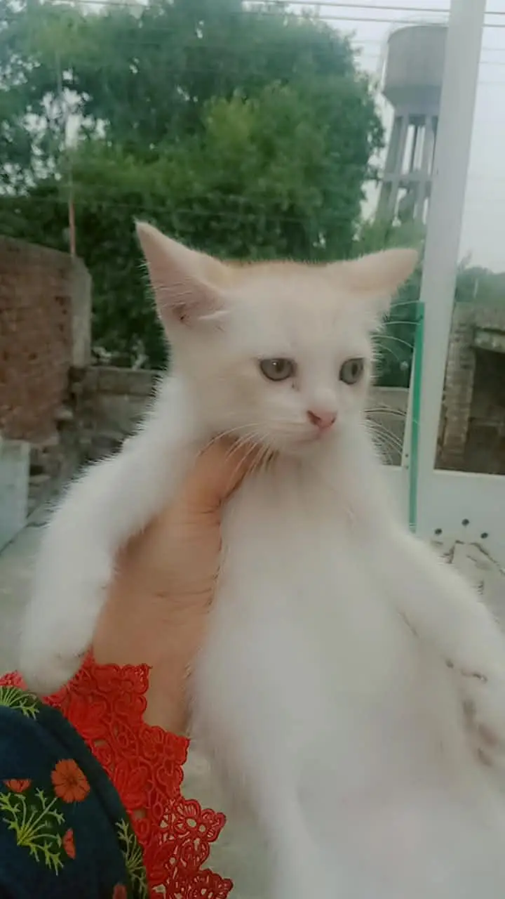 Persian kittens — photo 4
