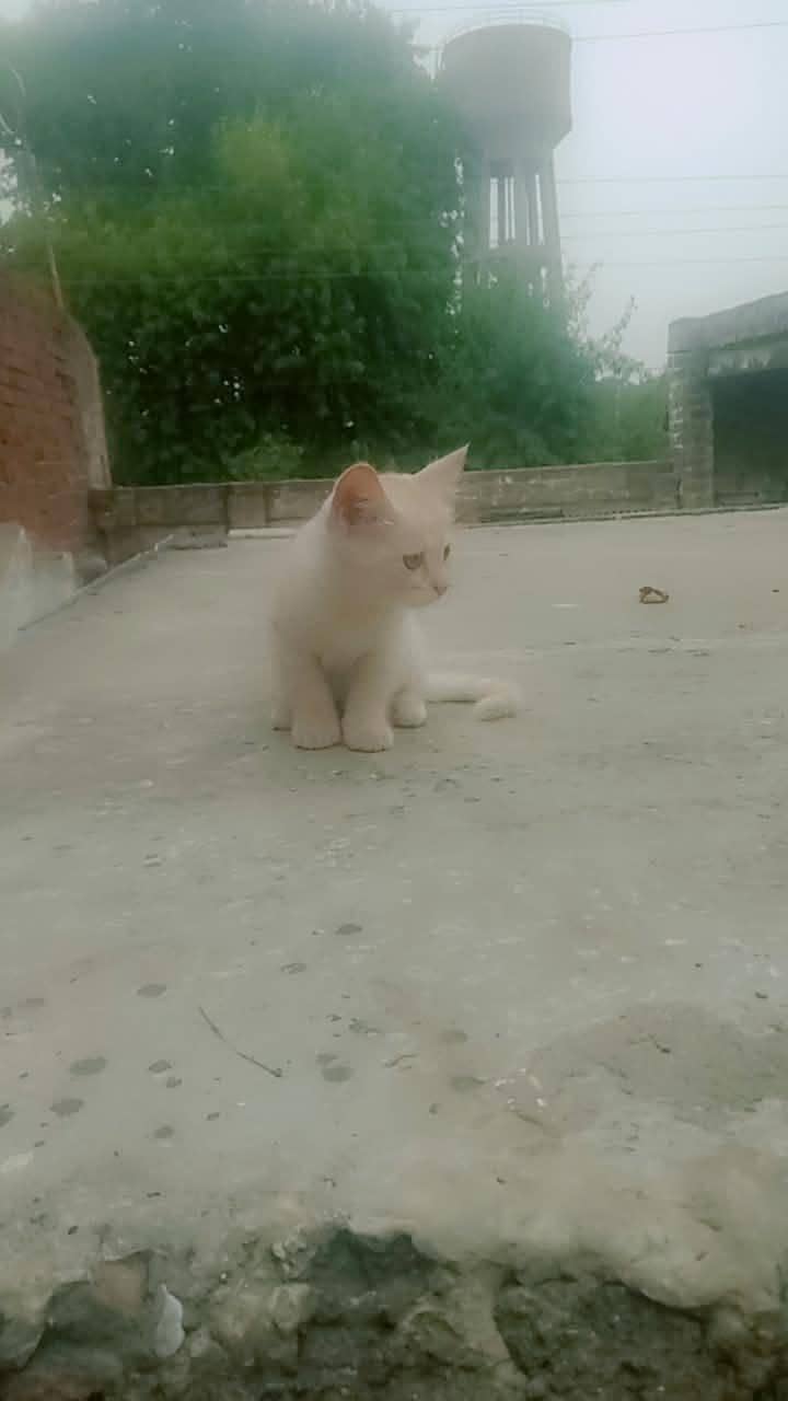 Persian kittens 4