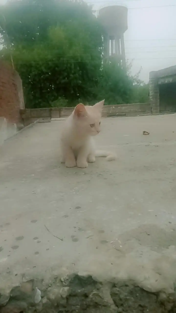 Persian kittens — photo 5