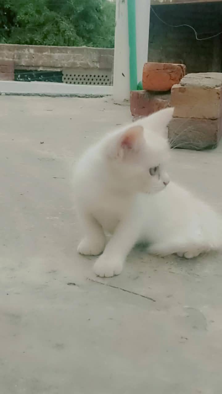 Persian kittens 5