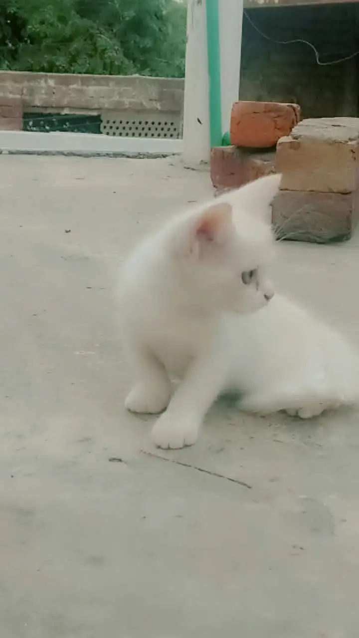 Persian kittens — photo 6