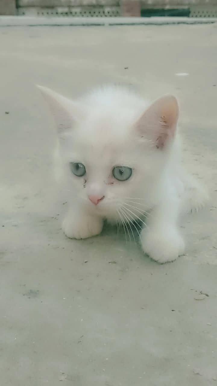 Persian kittens 6
