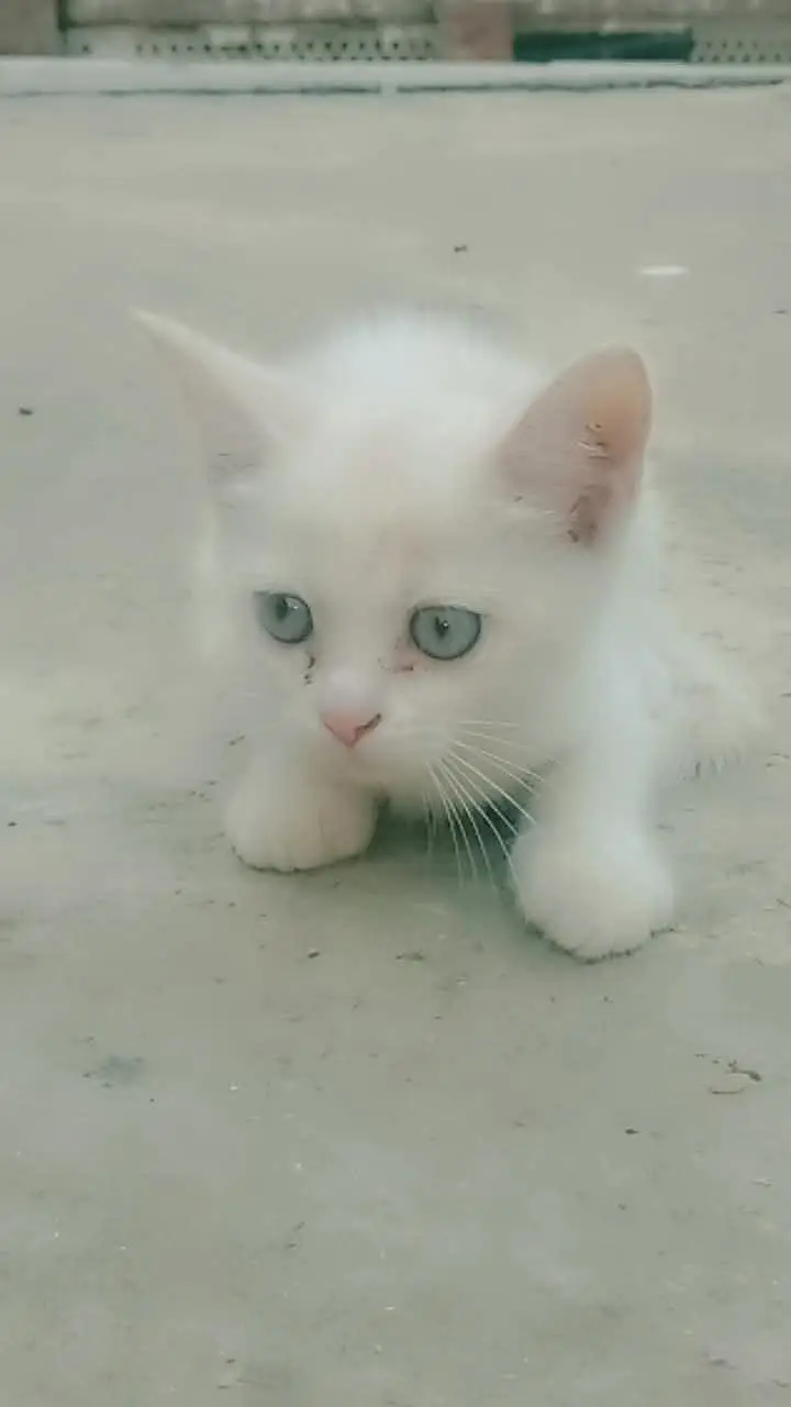 Persian kittens — photo 7
