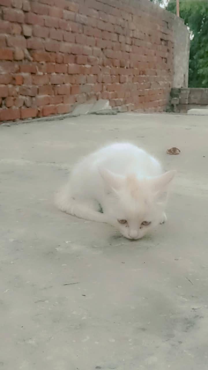 Persian kittens 7