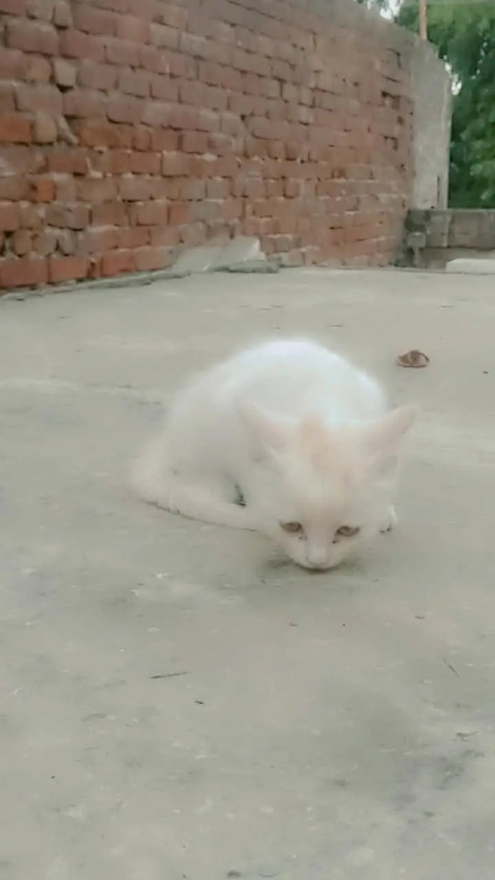Persian kittens — photo 8