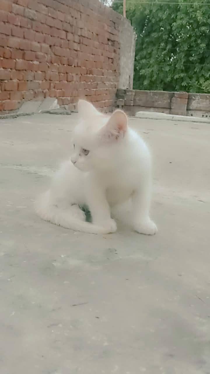 Persian kittens 8