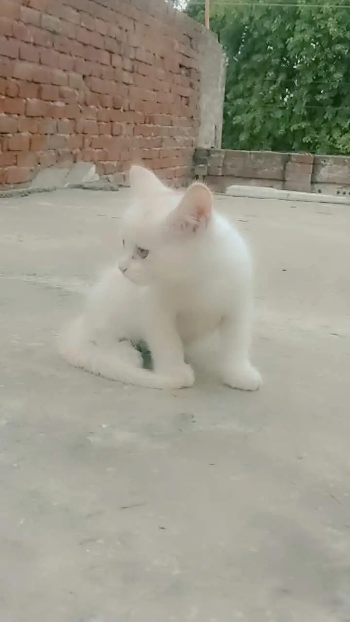 Persian kittens — photo 9