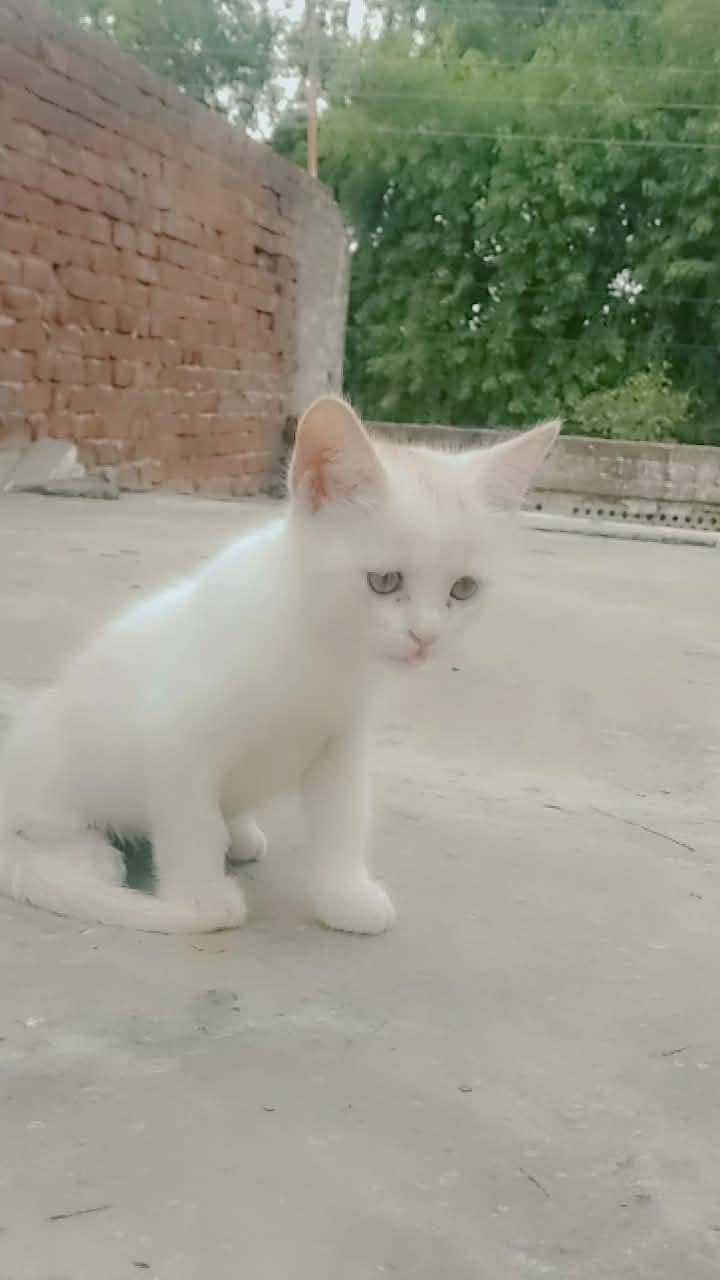 Persian kittens 9