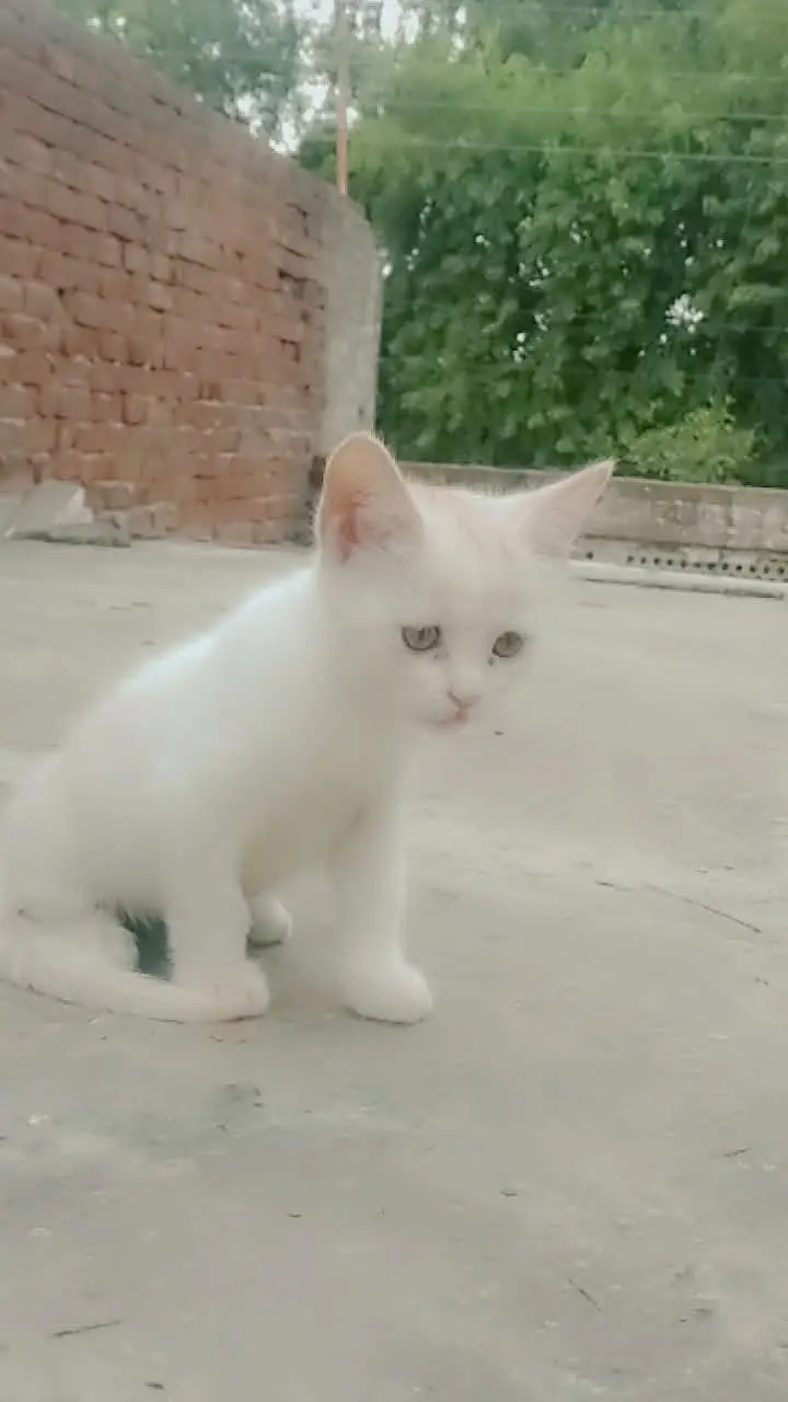 Persian kittens — photo 10