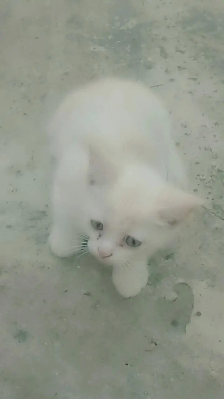 Persian kittens — photo 11
