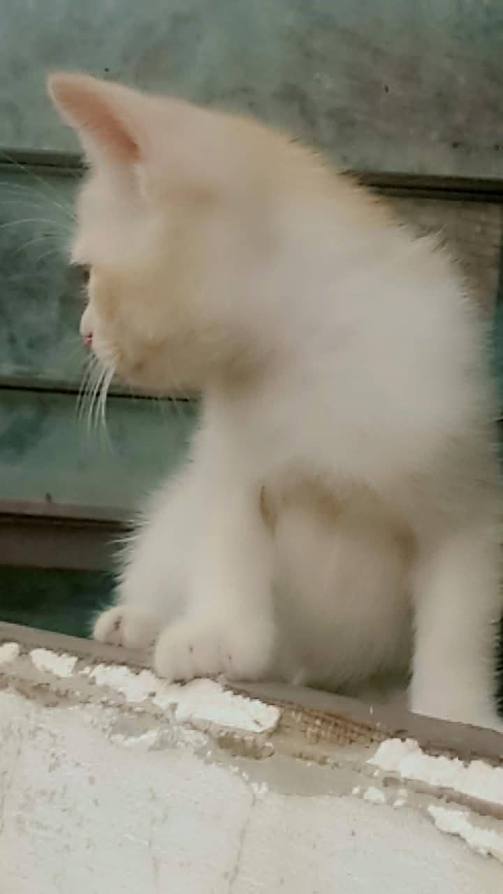 Persian kittens 11