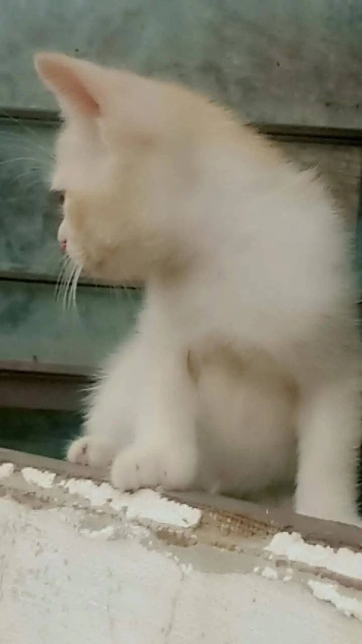 Persian kittens — photo 12