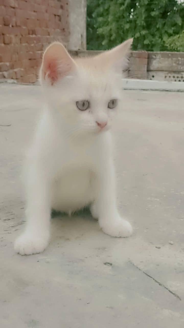 Persian kittens 12