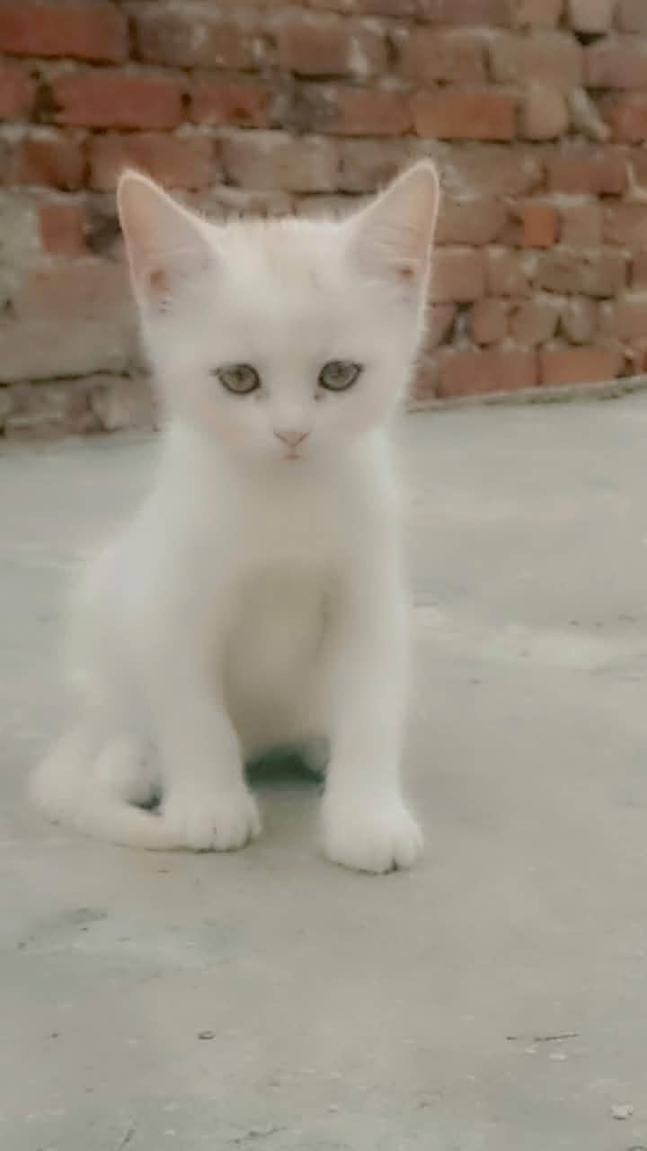 Persian kittens 13