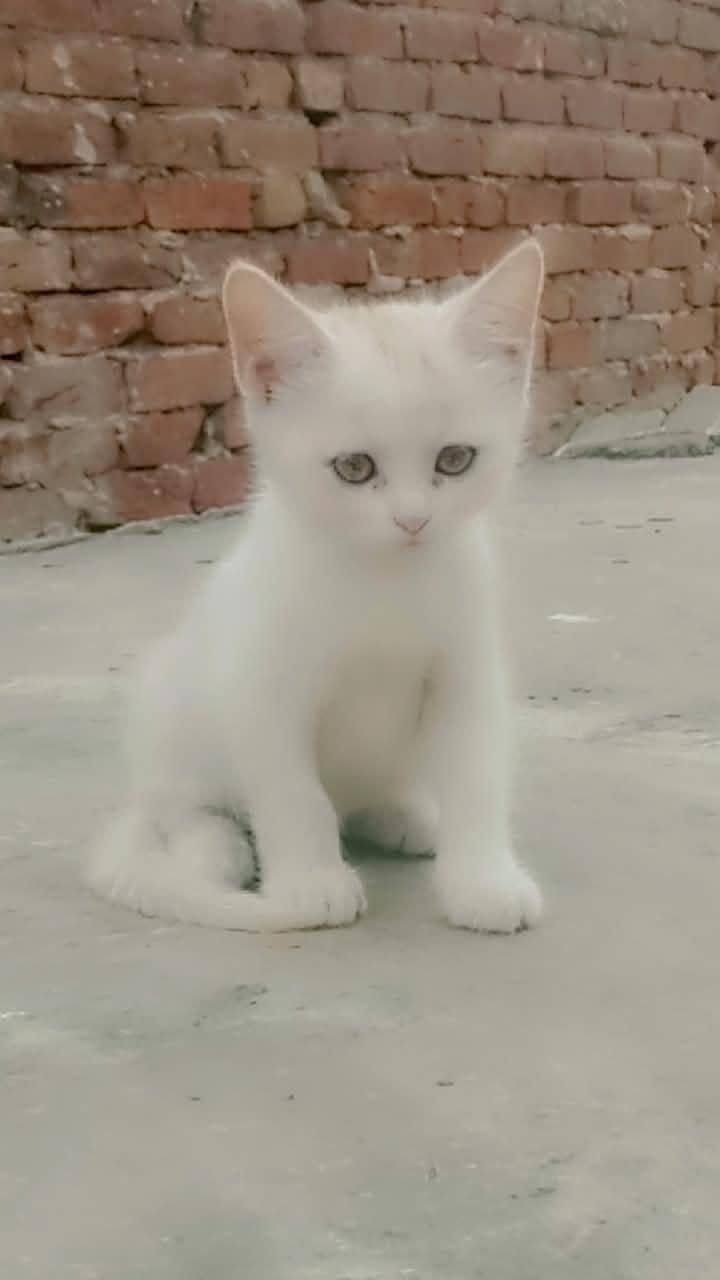 Persian kittens 14
