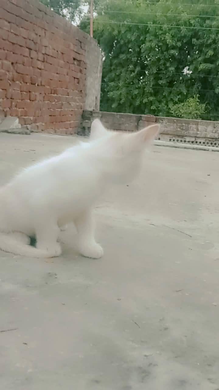 Persian kittens 15