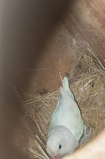 beautiful albino female for sale