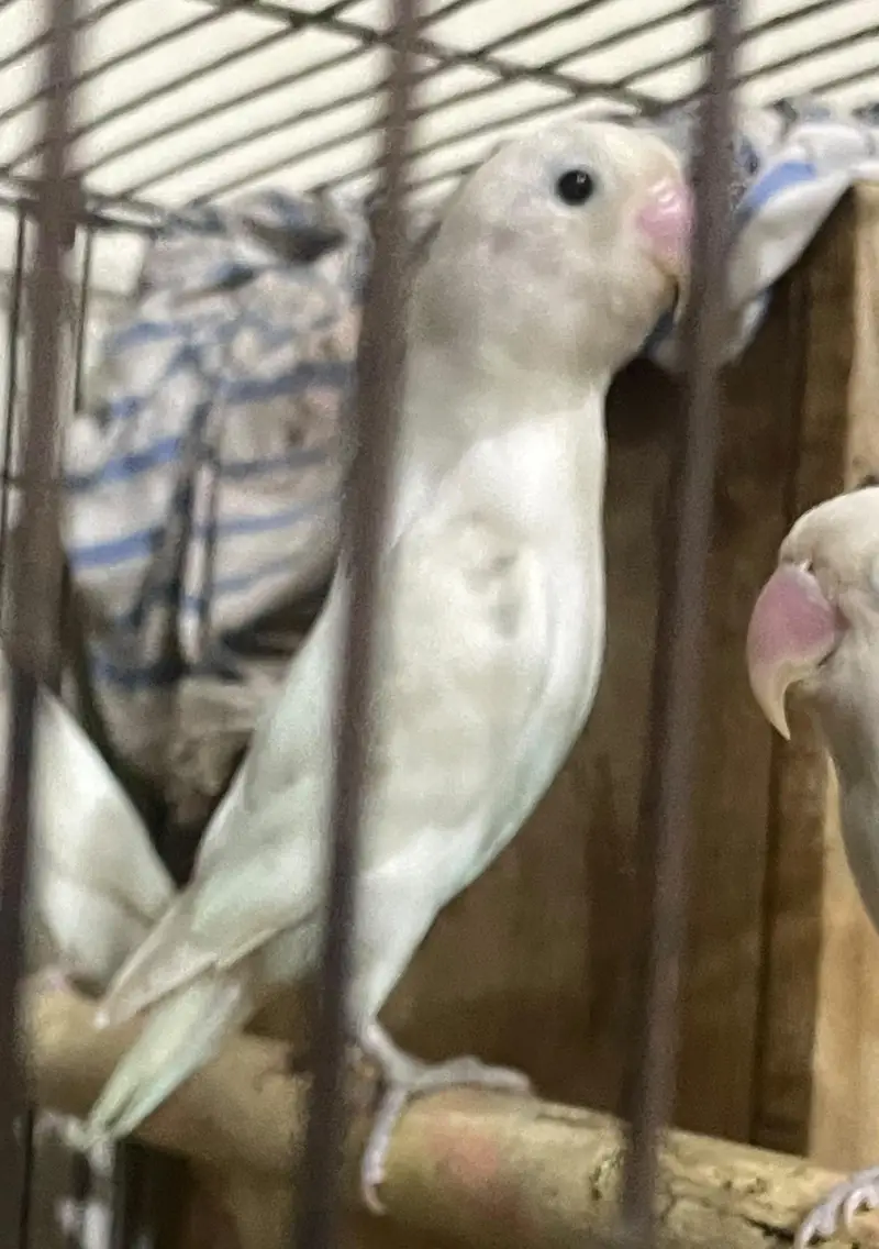 beautiful albino female for sale — photo 2