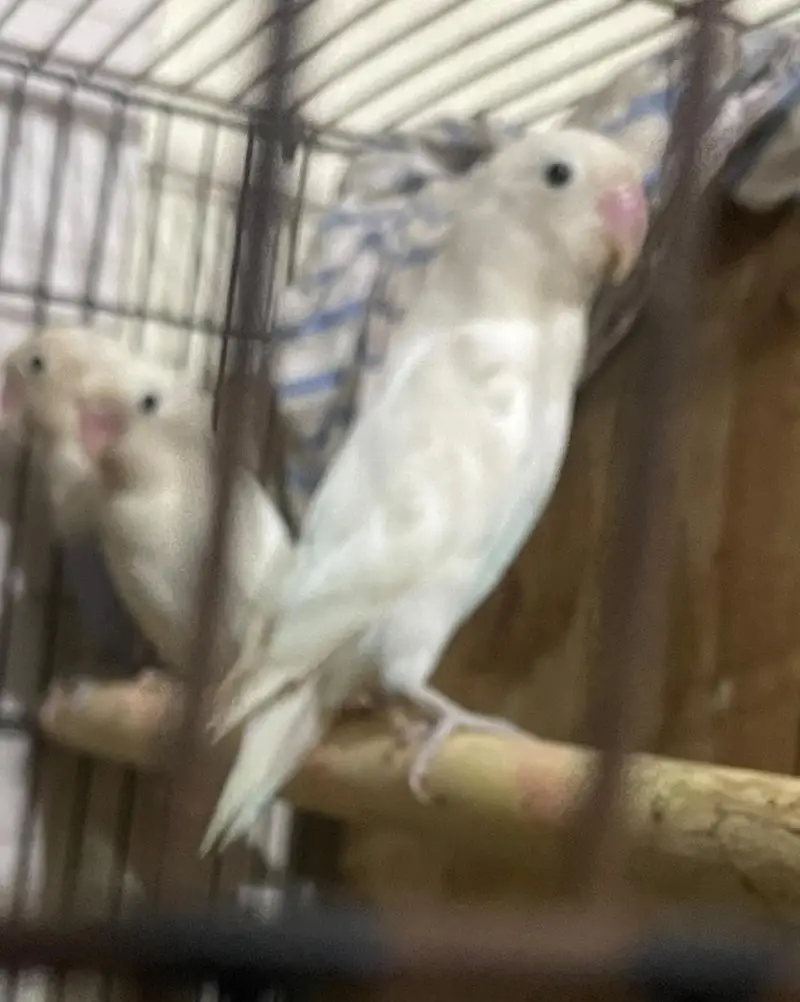 beautiful albino female for sale — photo 3