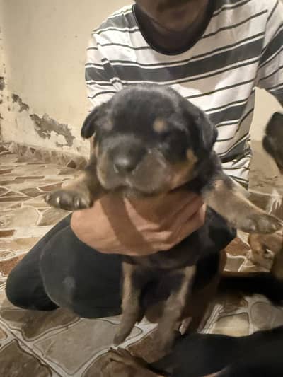 Roteweiler for sale 3healthy and active males  good quality