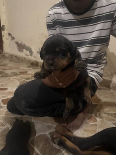 Roteweiler for sale 3healthy and active males  good quality